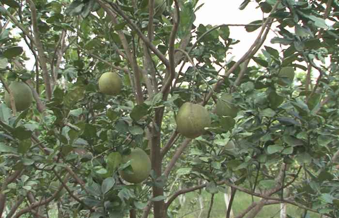 Khuyến nông -  Giải pháp phòng chống hạn mặn trên vườn cây ăn trái và biện pháp phục hồi vườn cây bị nhiễm mặn